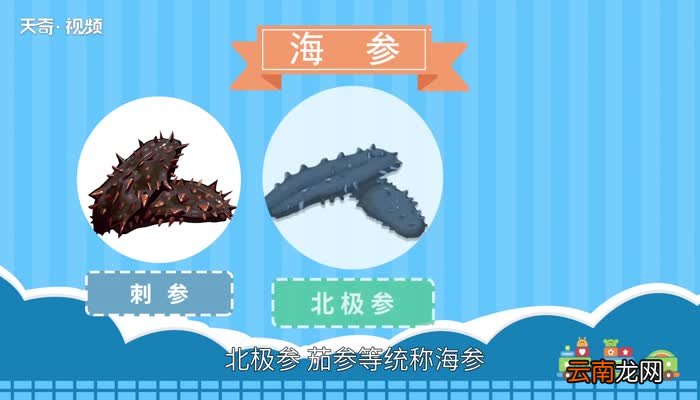 海参和刺参有什么不同 刺参和海参的区别是什么