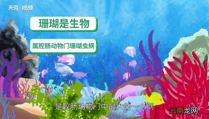 珊瑚是不是生物珊瑚是动物吗