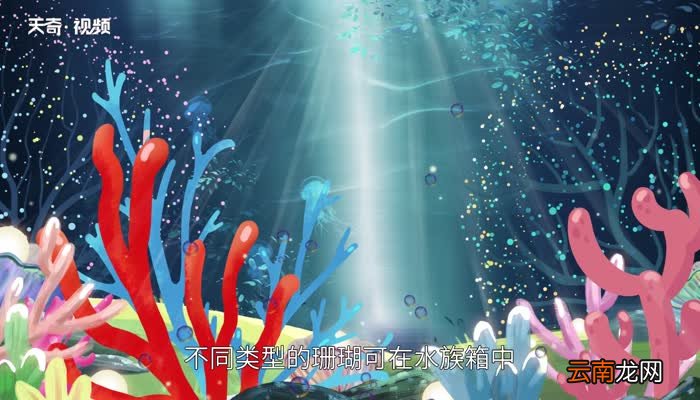 珊瑚是不是生物珊瑚是动物吗