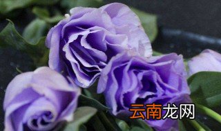 洋桔梗花后的处理方法 洋桔梗花后如何处理