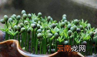 臭黄豆水浇花的危害有哪些缺点 臭黄豆水浇花的缺点介绍