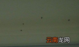 卧室灯里面有很多虫怎么办 卧室灯里面有很多虫的处理方法