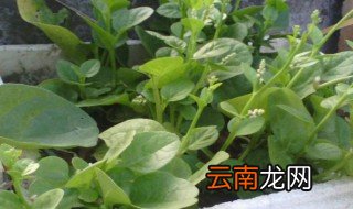 蚕菜怎么做好吃 蚕菜如何做好吃