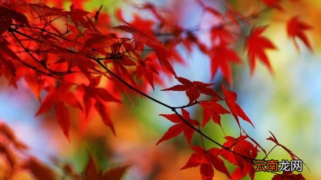 中国赏枫四大胜地 中国哪里的枫叶最美
