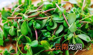 马齿苋怎么吃才好吃 马齿苋如何吃才好吃
