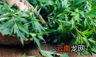 端午插艾什么意思 端午节为什么插艾草