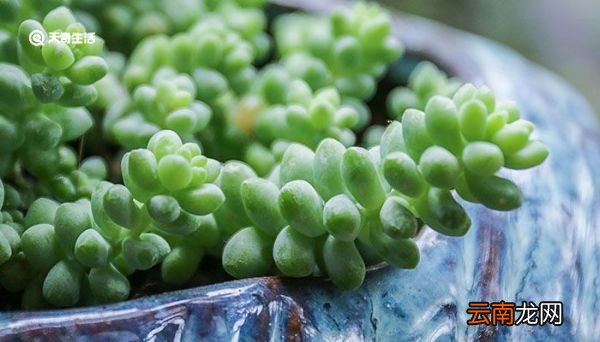 多肉怎么浇水 多肉如何浇水才是正确的