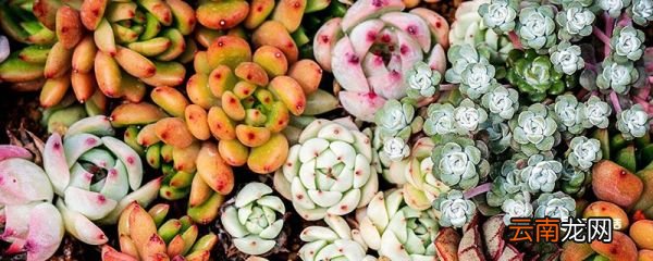 多肉怎么浇水 多肉如何浇水才是正确的
