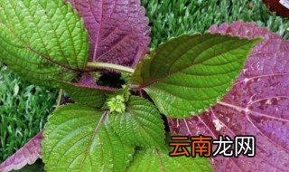紫苏叶煮水什么颜色 紫苏叶煮水啥颜色
