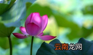 入伏2021时间表伏天吃什么 三伏天最适合吃这8种食物