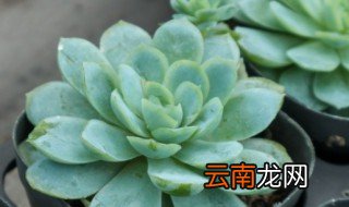 多肉开花了要剪掉吗多肉开花怎么处理 多肉开花了要不要剪掉