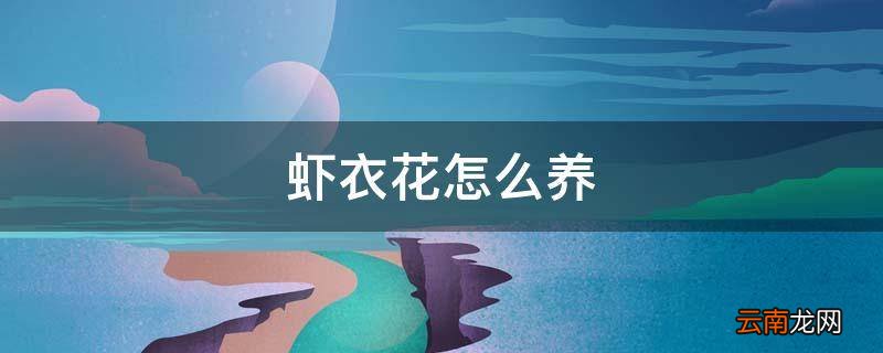 虾衣花怎么养