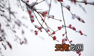 冬至雪飞下一句 冬至雪飞下一句是什么