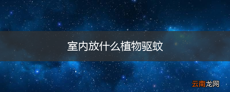 室内放什么植物驱蚊