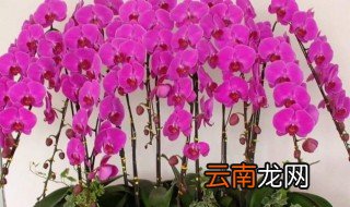 蝴蝶兰开完花后的处理方法 蝴蝶兰开完花后如何处理