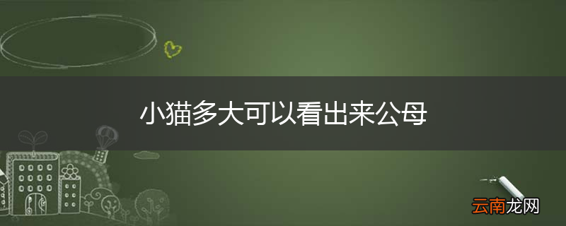 小猫多大可以看出来公母