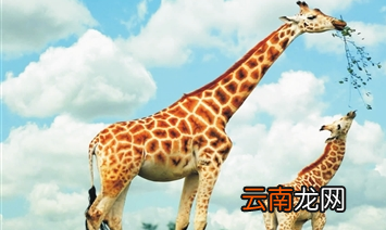 长颈鹿长什么样子，长颈鹿的形态结构特征