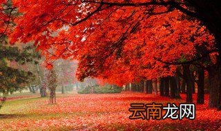 枫树寓意 枫树寓意分享