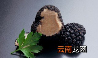黑松露喜欢长在什么地方 黑松露喜欢长的地方是哪里