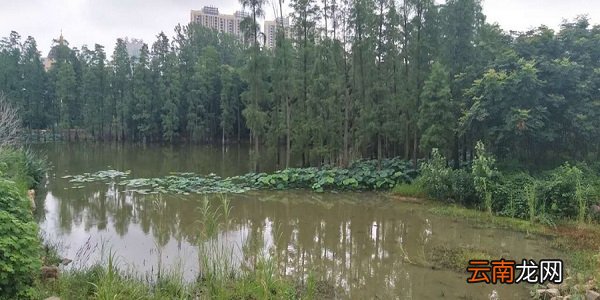 黄鳝喜欢呆在什么地方 黄鳝的生活习性