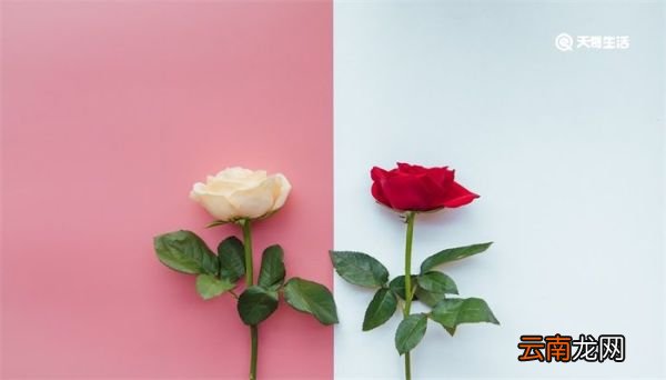 十九朵玫瑰花代表什么意思 十九朵玫瑰花的寓意