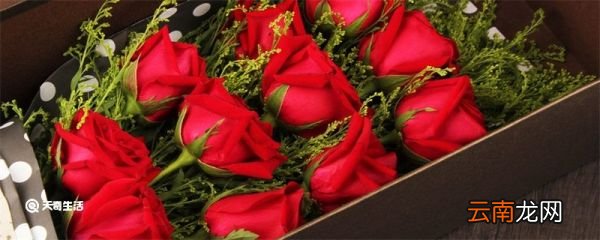 十九朵玫瑰花代表什么意思 十九朵玫瑰花的寓意