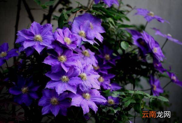 夏天有什么爬藤的花可以种