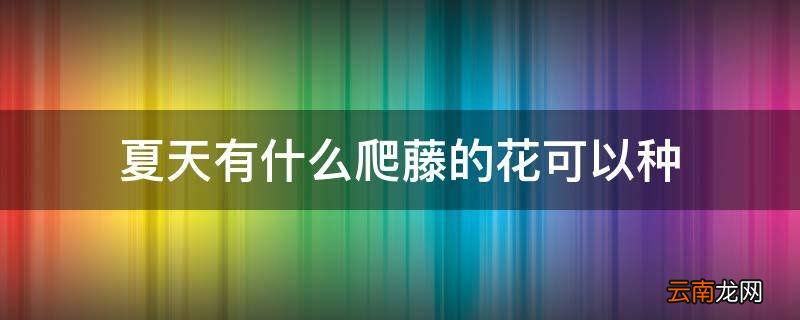 夏天有什么爬藤的花可以种