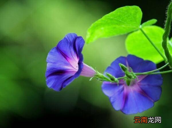 夏天有什么爬藤的花可以种