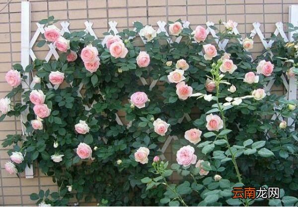 夏天有什么爬藤的花可以种