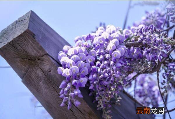 夏天有什么爬藤的花可以种
