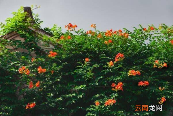 夏天有什么爬藤的花可以种