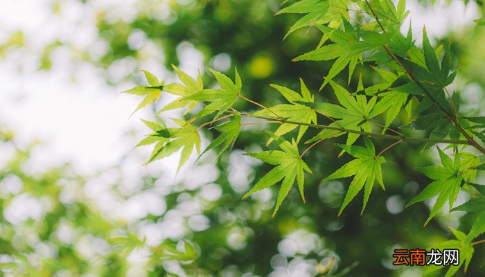 木棉花的花语是什么 木棉花开的花语