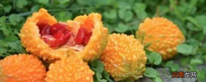 苦瓜变黄了还能吃吗