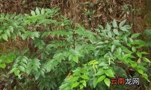 什么样的木材最贵