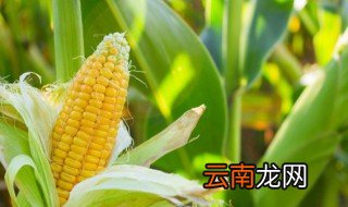 煮玉米怎么煮好吃窍门 煮玉米如何煮好吃