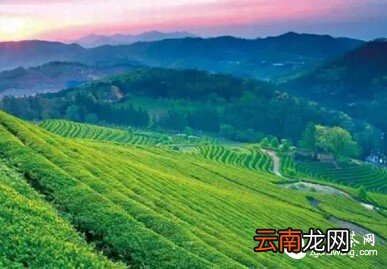 九曲红梅 —— 被遗忘的“民国范儿”