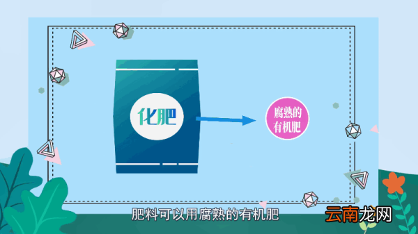桂花树的养殖方法和注意事项 桂花树的养殖方法和注意事项有哪些