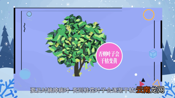 桂花树的养殖方法和注意事项 桂花树的养殖方法和注意事项有哪些