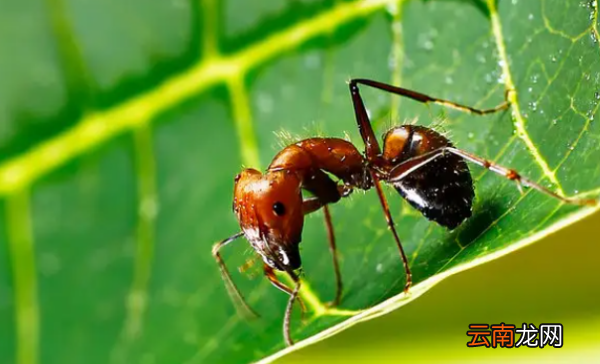 怎么消灭红蚂蚁，小红蚂蚁用什么可以彻底消灭