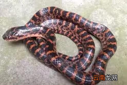 蛇和老鼠是天敌吗