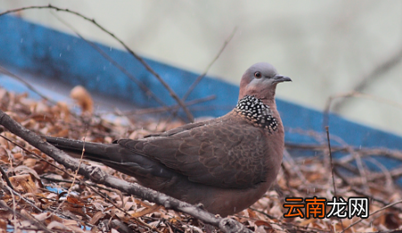 野生鸽子是保护动物么，鸽子属于国家几级保护动物
