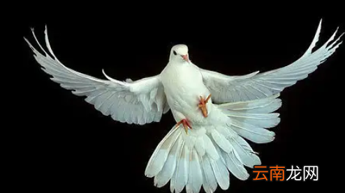 野生鸽子是保护动物么，鸽子属于国家几级保护动物