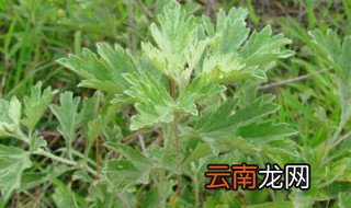 端午节为什么要插艾叶 端午节为什么要插艾叶草