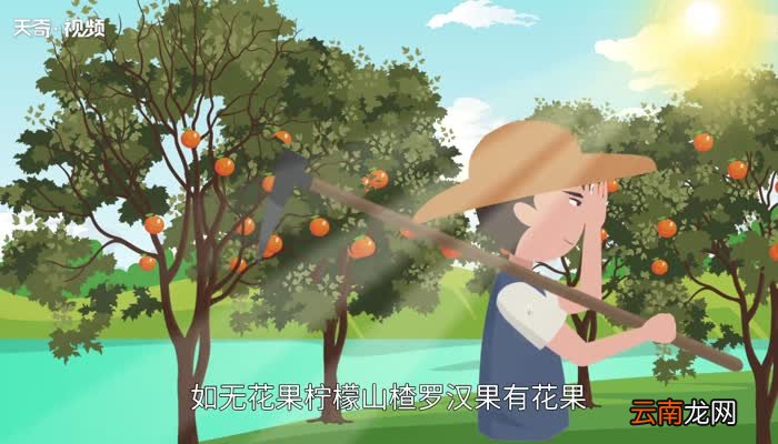 如鱼水是什么茶 如鱼水是什么品种