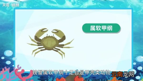 螃蟹的意思 螃蟹的意思是什么