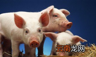 过河拆桥的猪是什么意思 过河拆桥的猪的意思