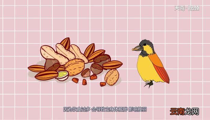 交嘴鸟吃什么交嘴鸟吃什么