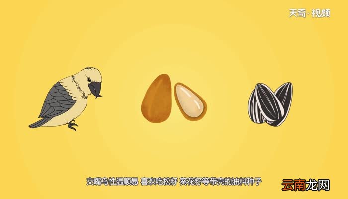 交嘴鸟吃什么交嘴鸟吃什么