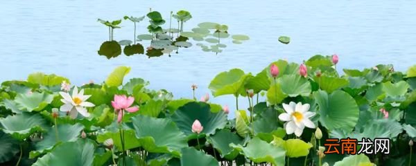 朱自清的荷塘月色描述的是朱自清的《荷塘月色》描写的是